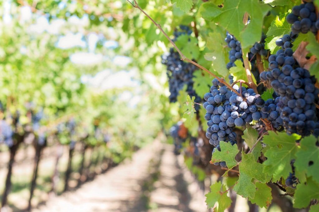 grapes on vineyard during daytime, Fun Event Ideas