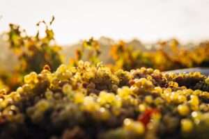 12 Formidable Grape Varieties Constructing the Landscape of Wine Diversity