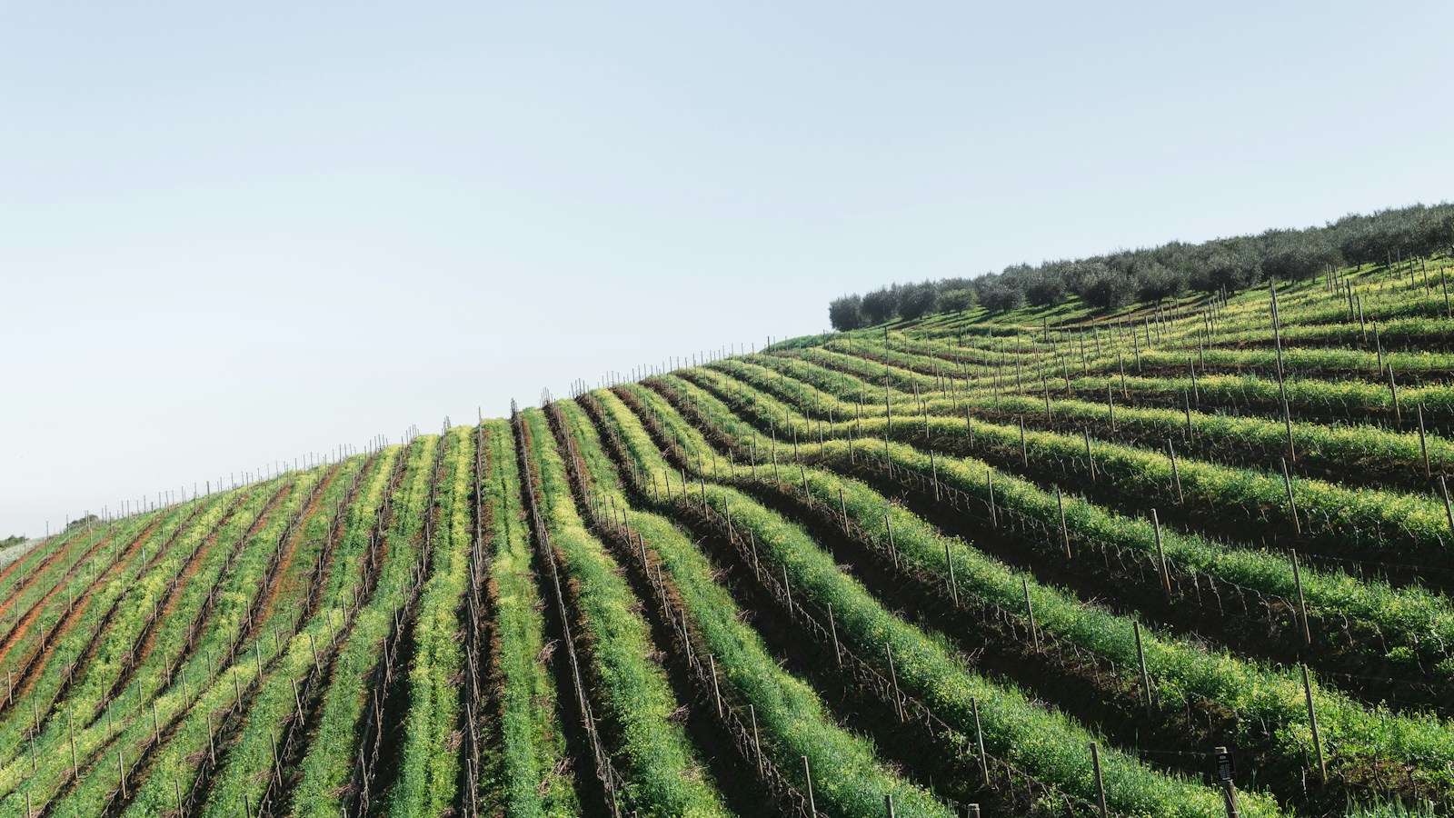 Wine 101 The Fascinating Barbera