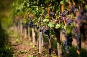 Wine 101 The Fascinating Gewürztraminer