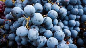 Grenache