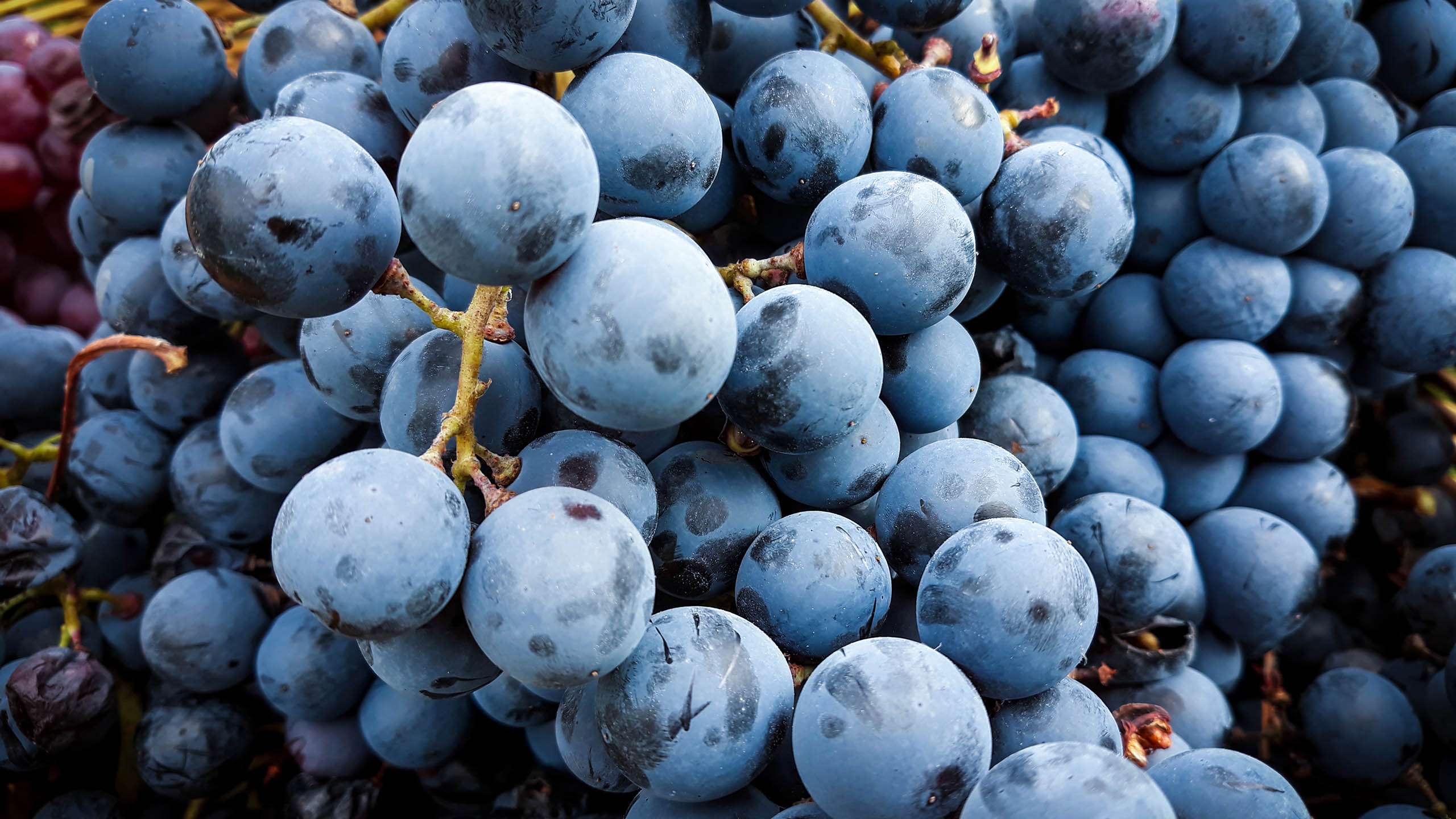Grenache