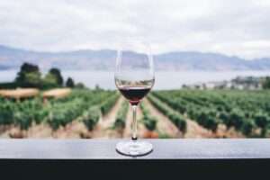 Wine 101 The Fascinating Pinot Noir