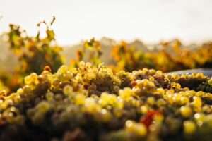 Wine 101 The Fascinating Gamay