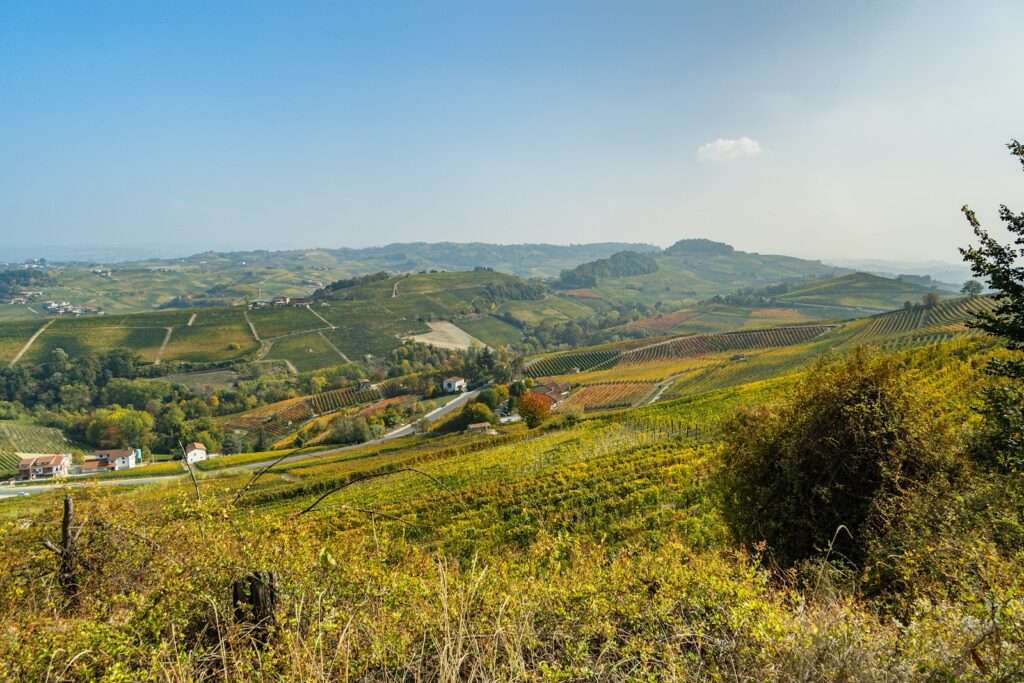 Wine 101 The Fascinating Nebbiolo