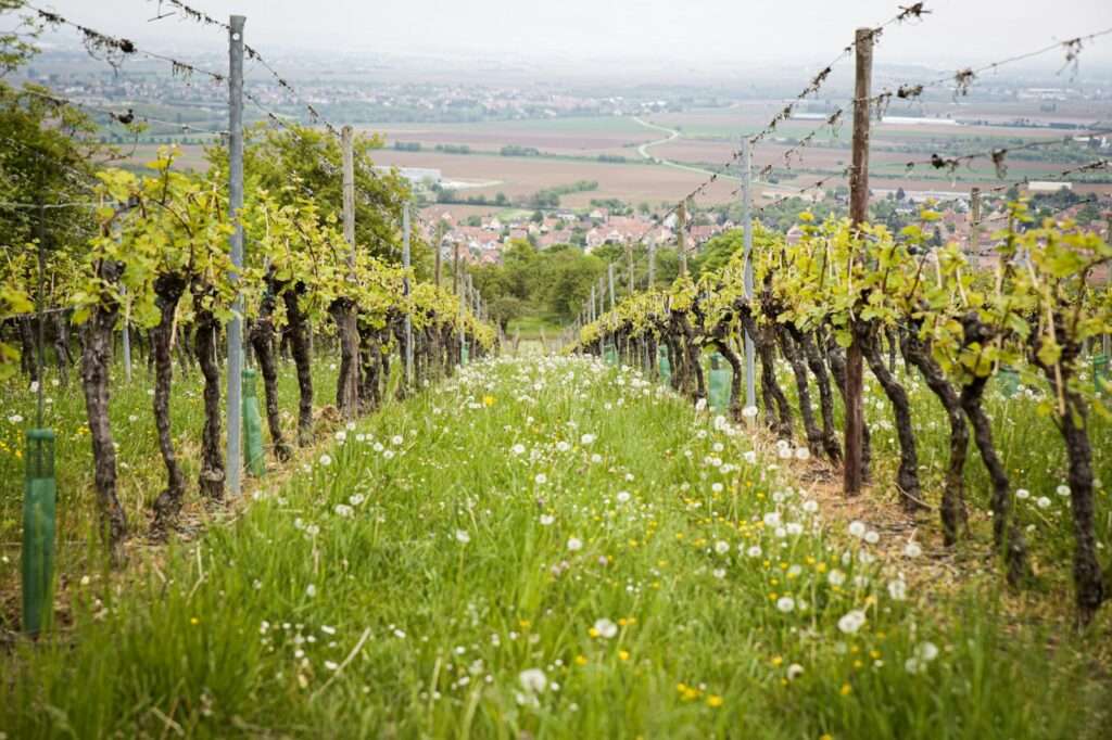 Wine 101 The Fascinating Chardonnay