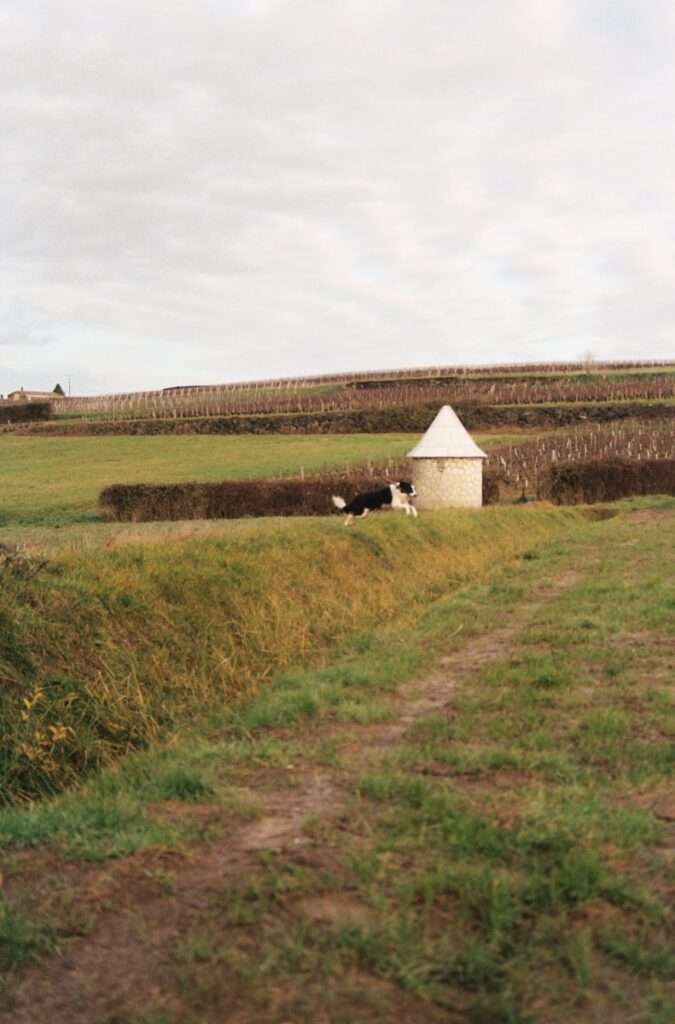 Wine 101 The Fascinating Sauternes