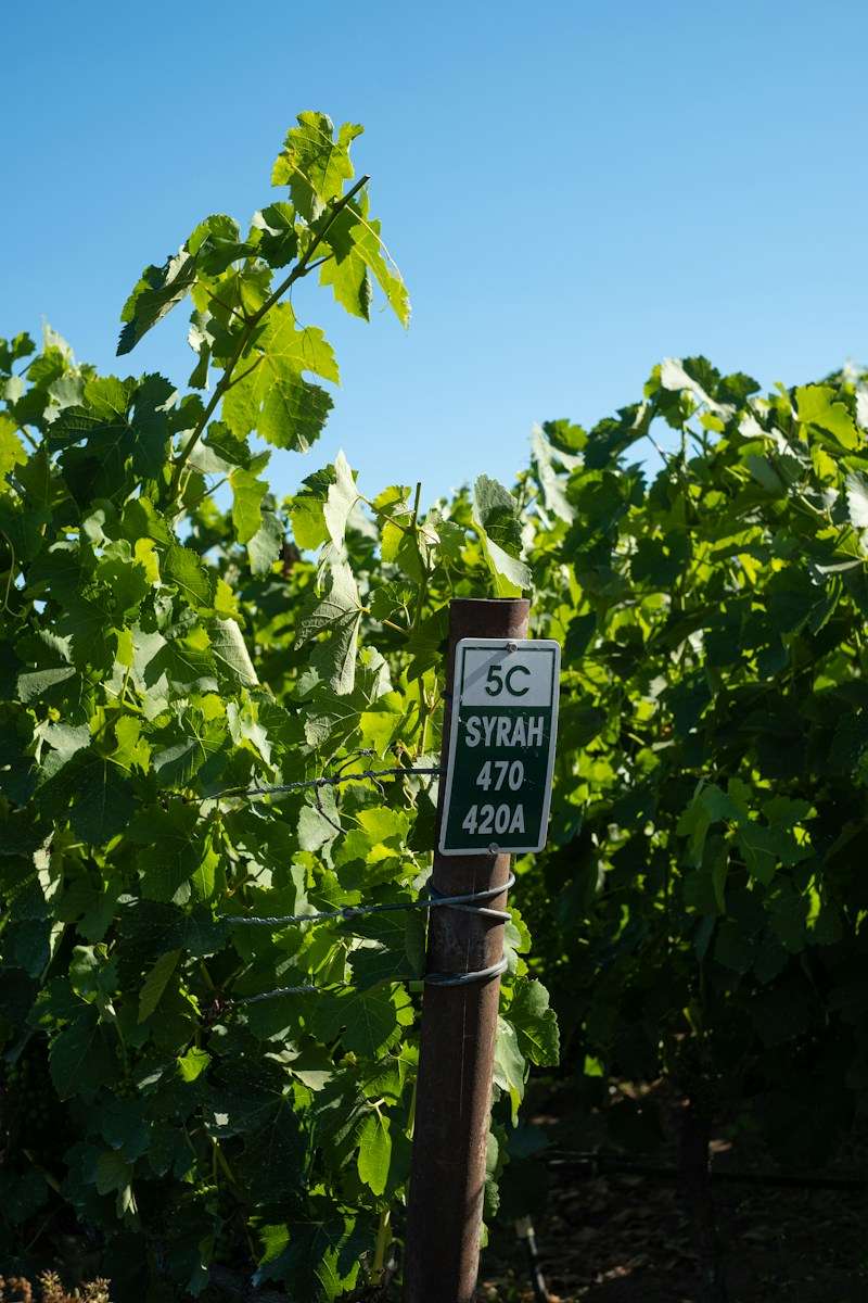 Wine 101 The Fascinating Syrah & Shiraz