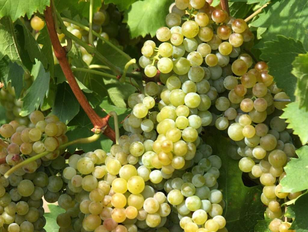 Wine 101- The Fascinating Moscato