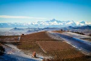 Wine 101: The Fascinating Nebbiolo