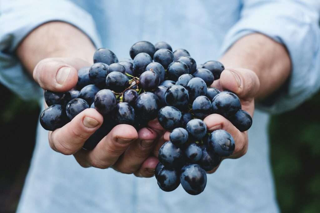 Wine 101 The Fascinating Bordeaux