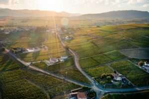 Wine 101: The Fascinating Beaujolais