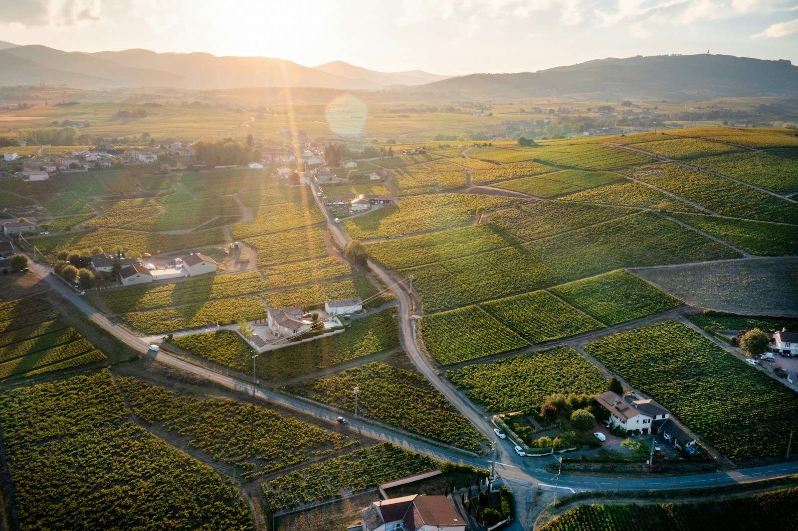 Wine 101- The Fascinating Beaujolais