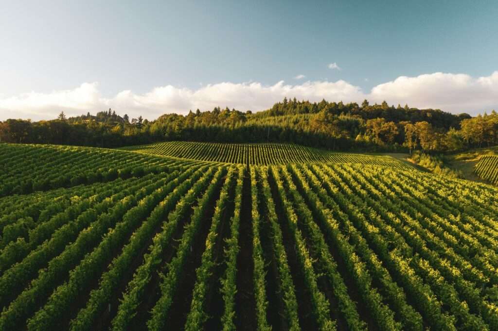 Organic Wine