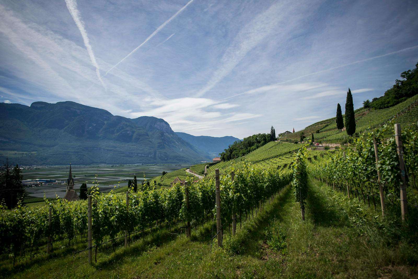 Pinotage Wine