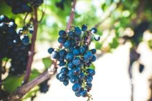 Sustainable Wineries