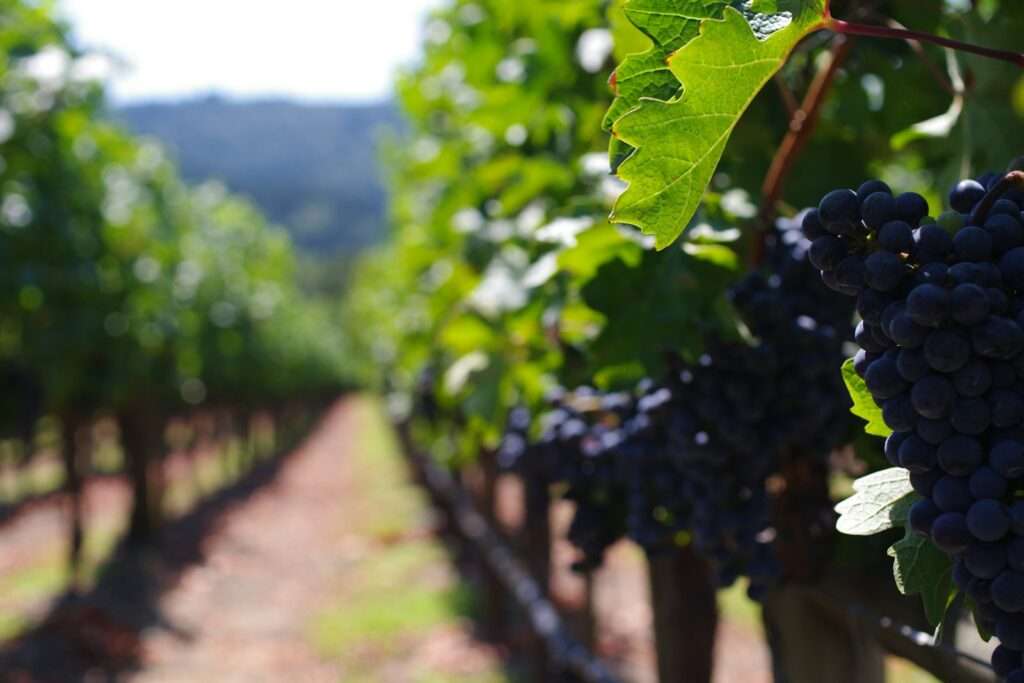 Top 10 Wines
