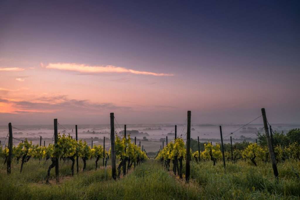 Wine Regions to Visit