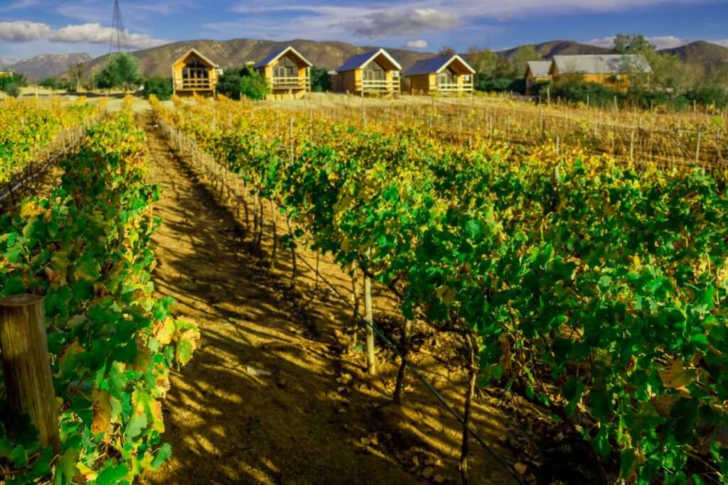Wine Tasting Team Building Ideas