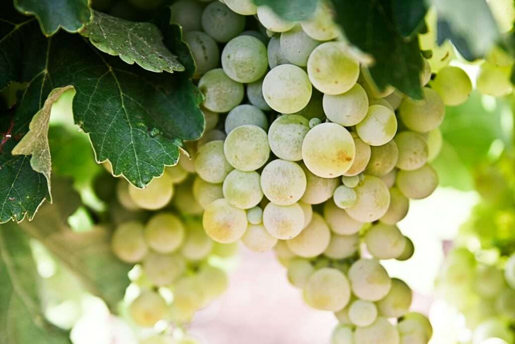 Sustainable Wineries