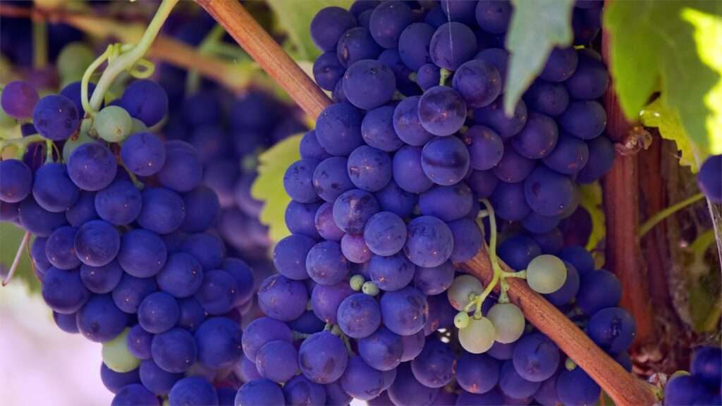 Types of Wine Explained