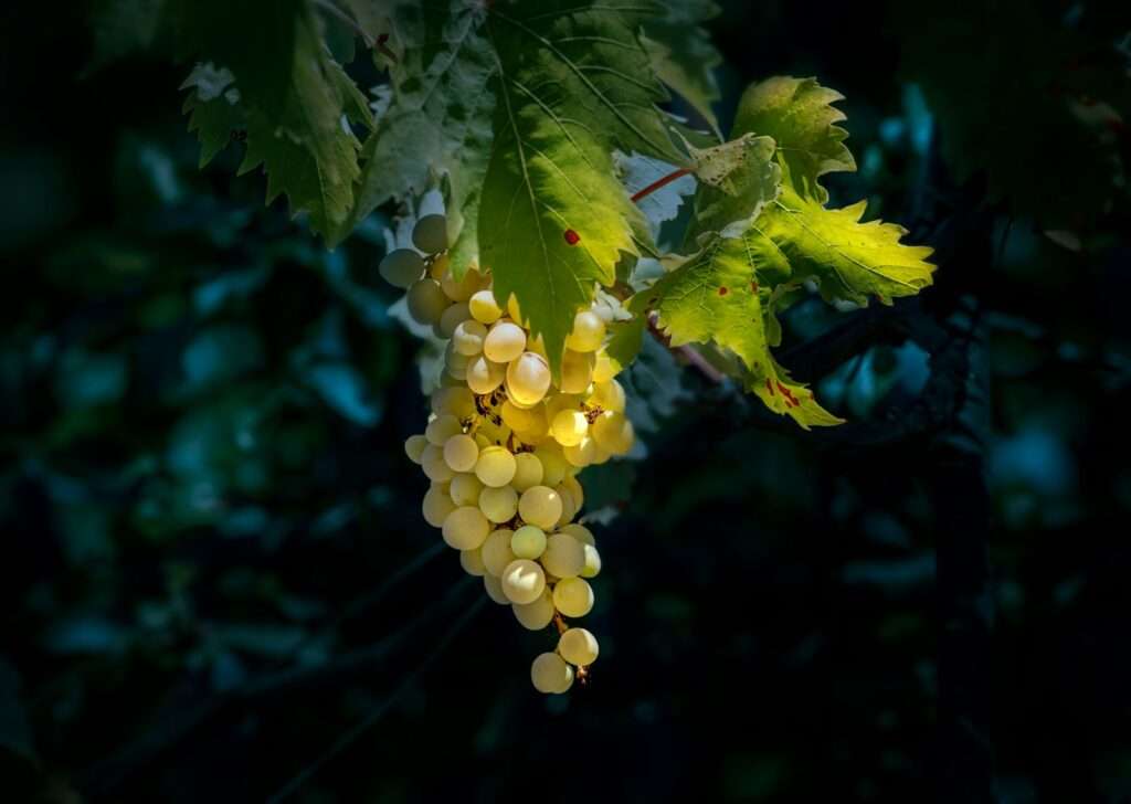 Organic Wine