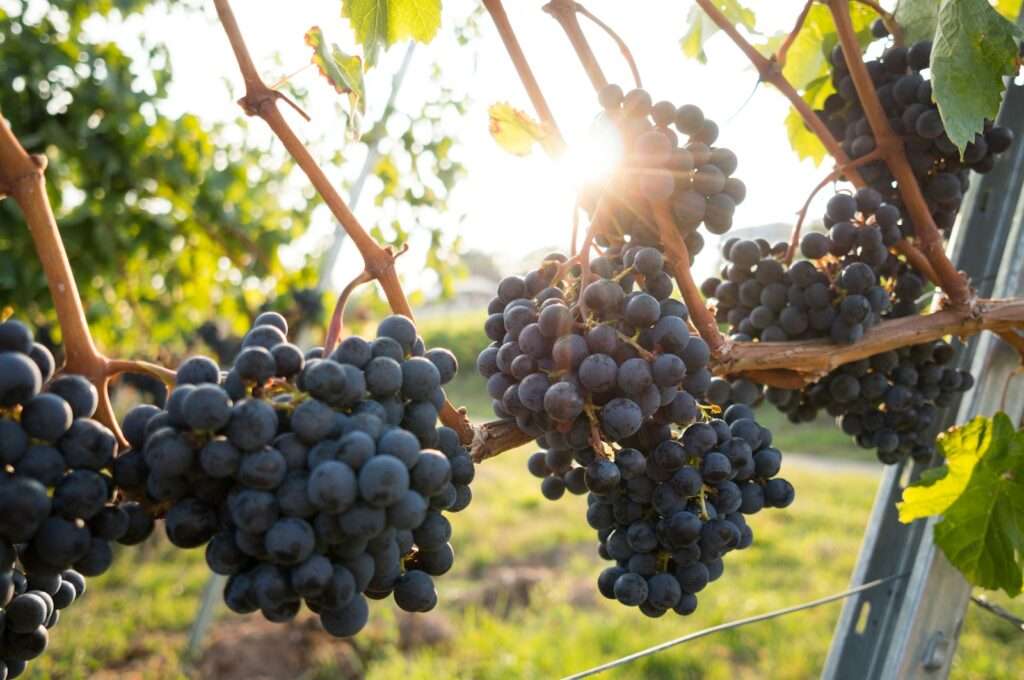 Sustainable Wineries