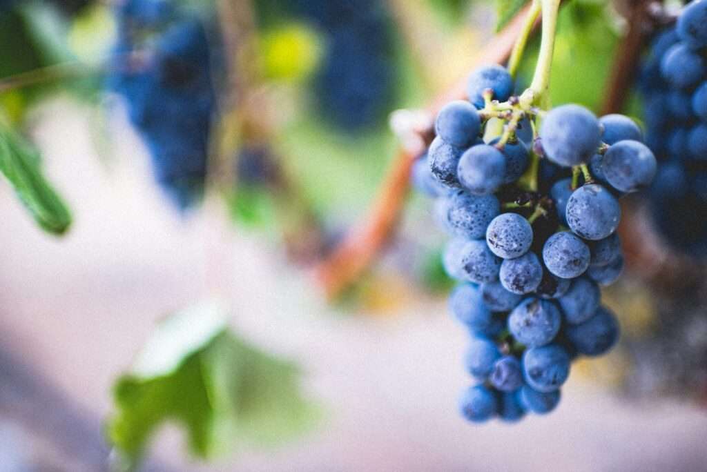 Underrated Wine Grapes