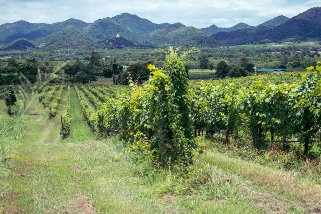 Wine Tips for Beginners