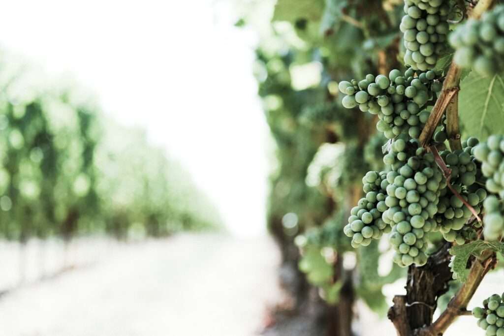 Wine Regions to Visit