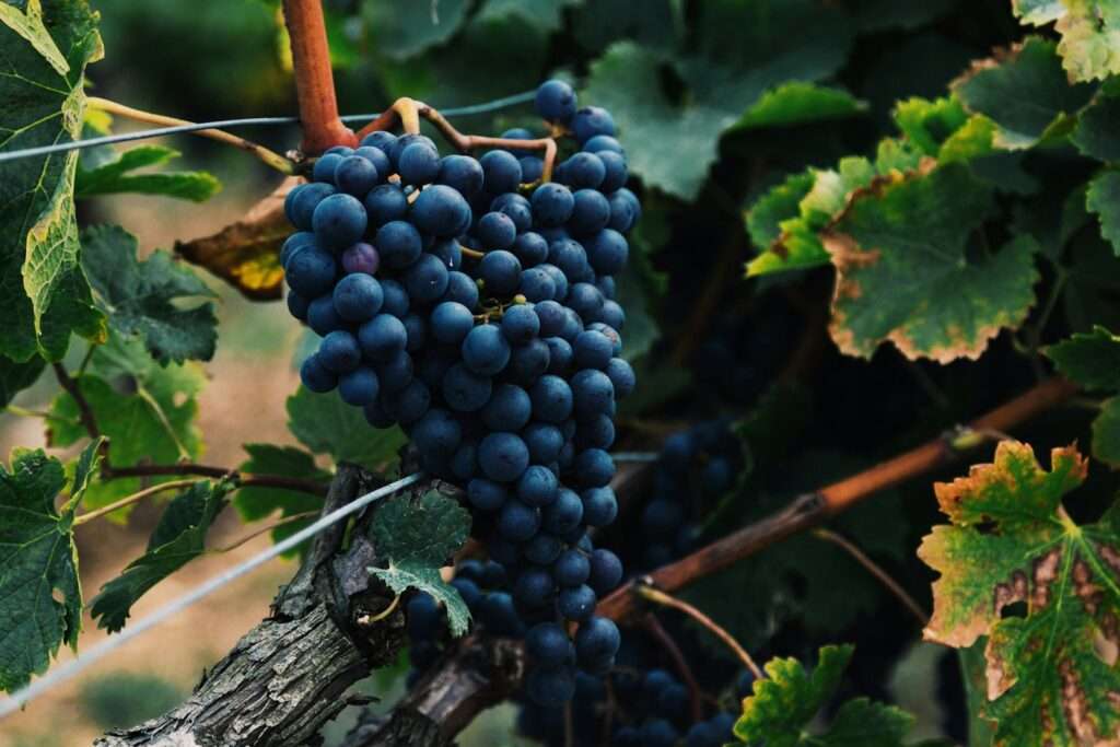 Sustainable Wineries