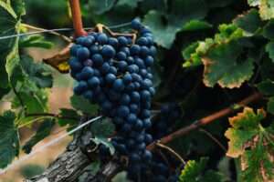 Organic Wine, Top 10 Wines