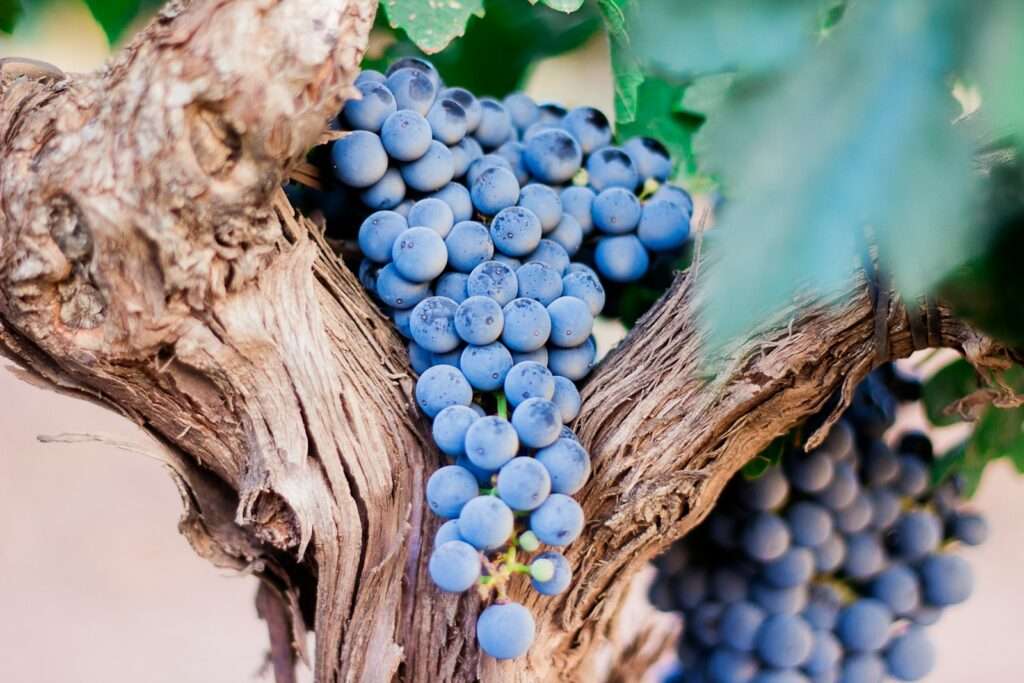 Low-Alcohol Wine