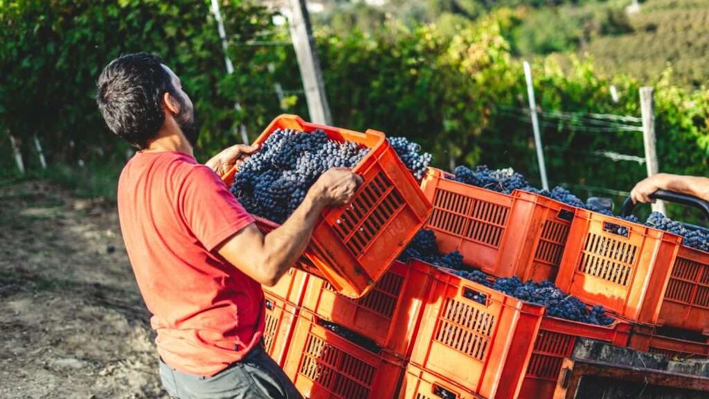 Sustainable Winemaking