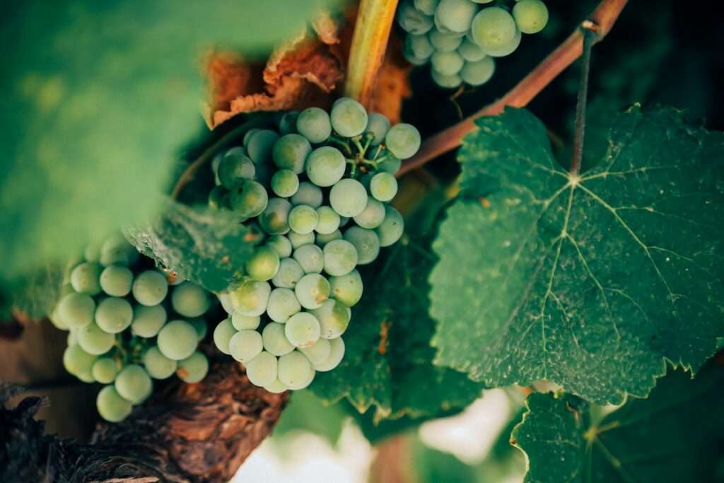 Wine Storage Tips