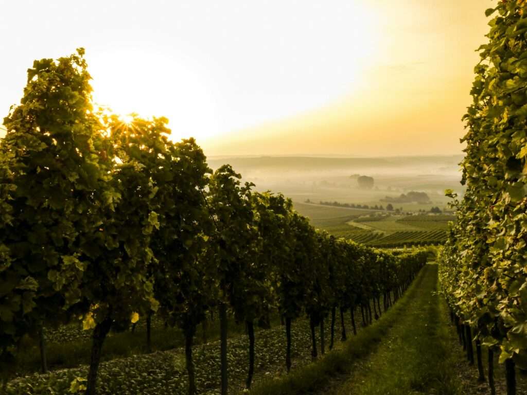 Reasons to Visit a Vineyard