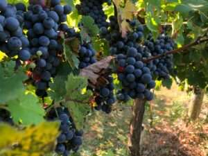 Cabernet Sauvignon Guide