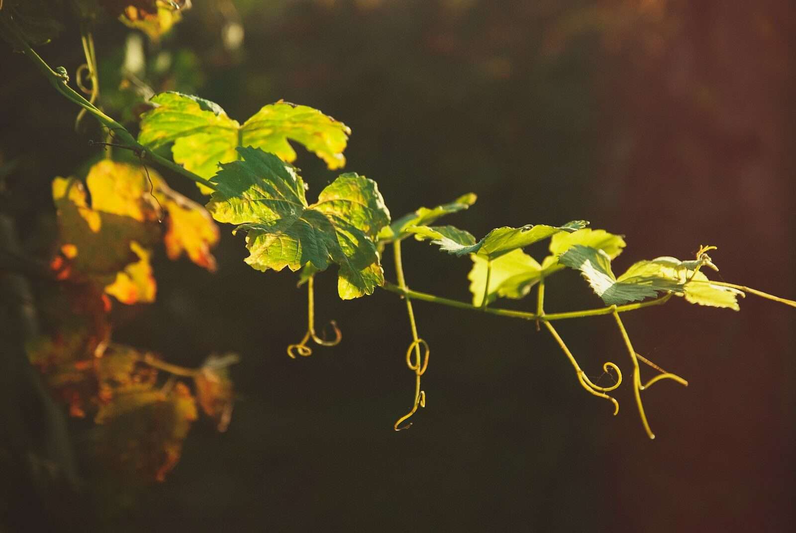 Viognier