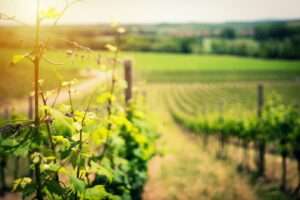 Grüner Veltliner