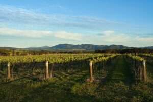 Australian Wine