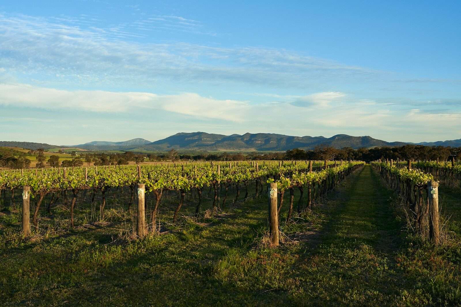 Australian Wine