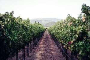 Napa Valley Wine