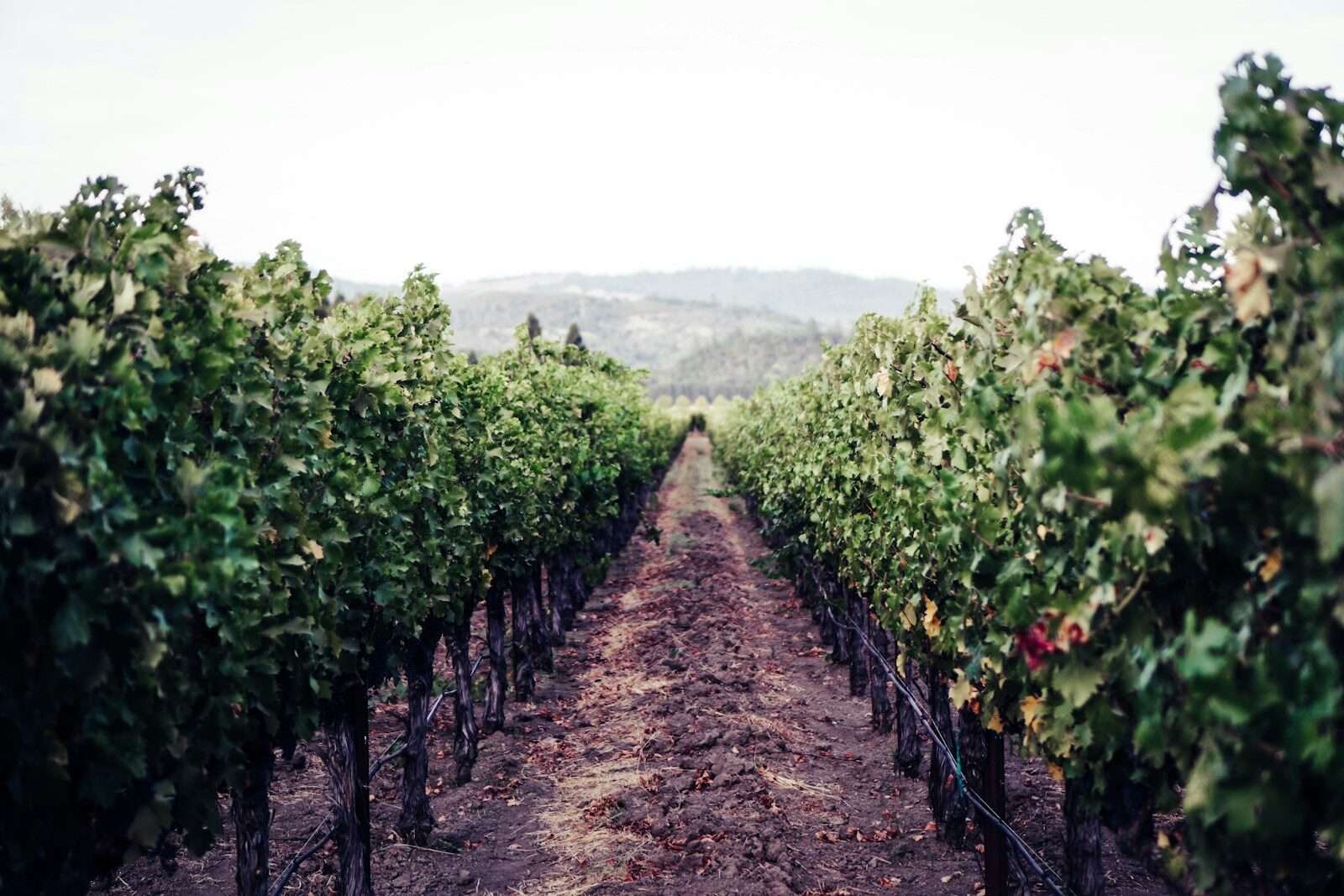 Napa Valley Wine