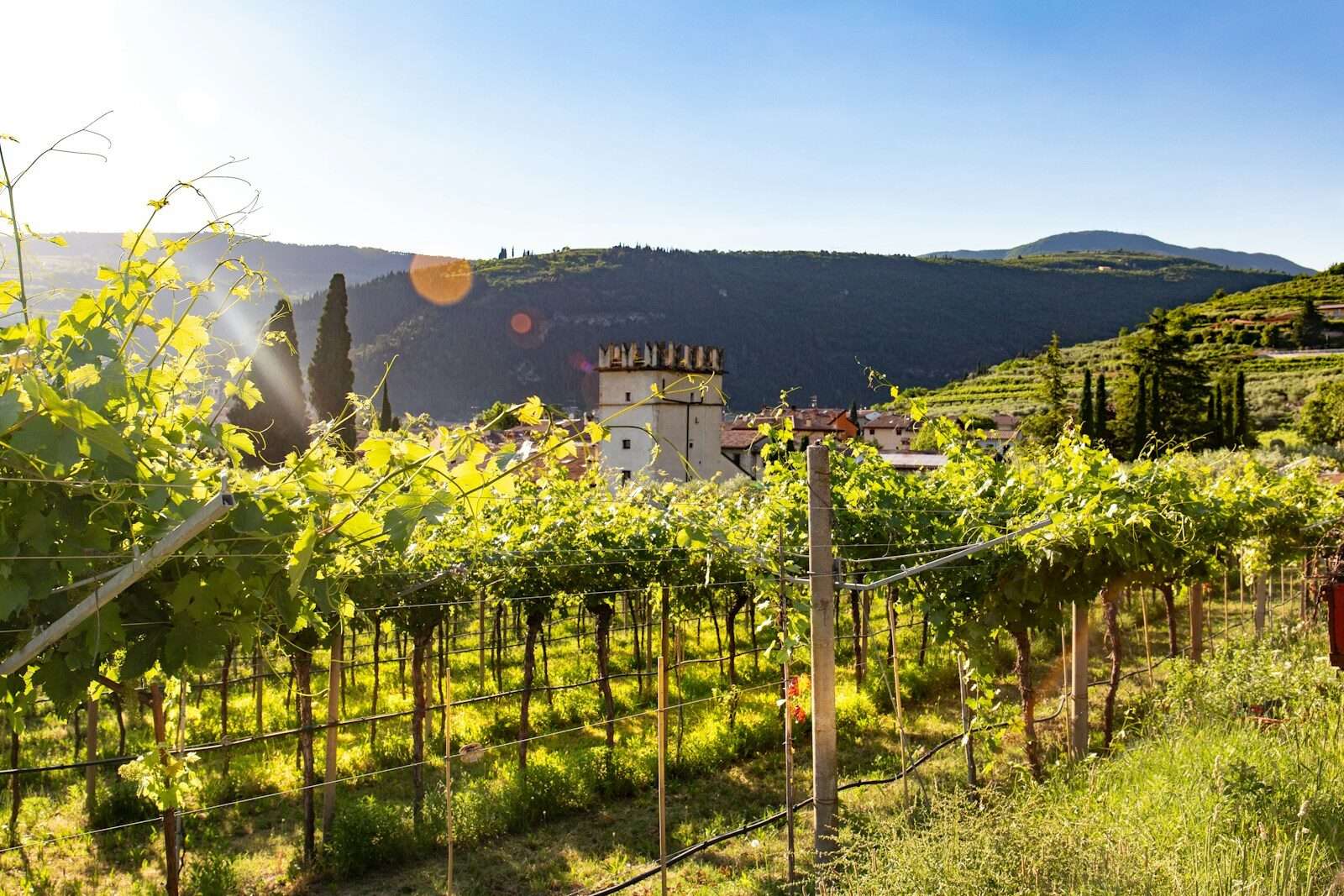 Amarone Wine